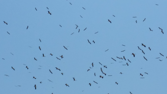 Red Sea (hundreds of storks) 2015