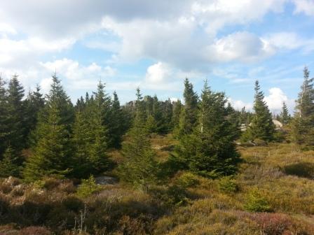 Harz (Blick auf Große Zeterklippe, Schierke) 2014