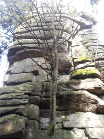 Harz (Schnarcherklippe, Schierke/Elend) 2014