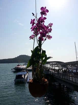 Phuket (harbor) 2016